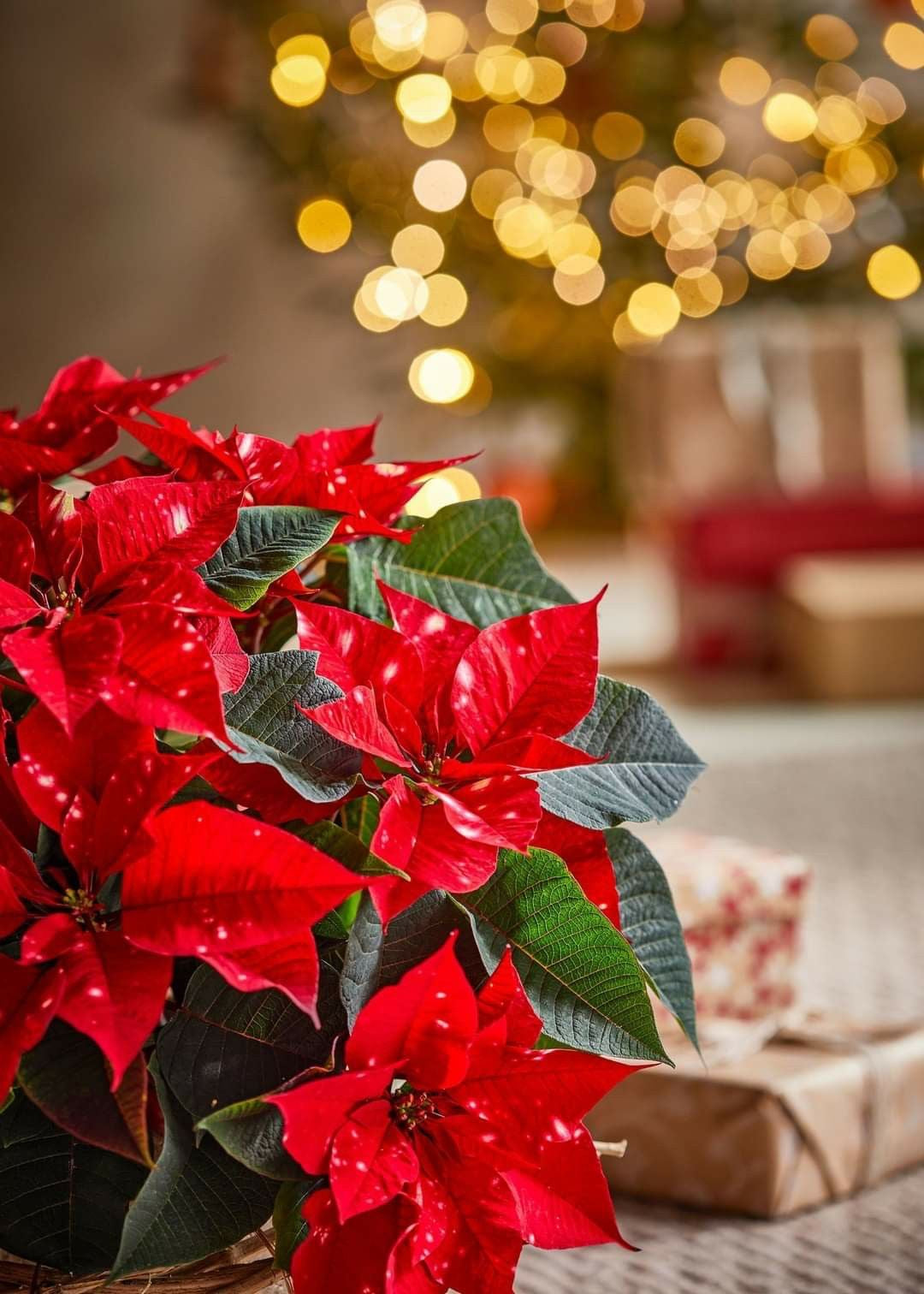 Poinsettia Plant