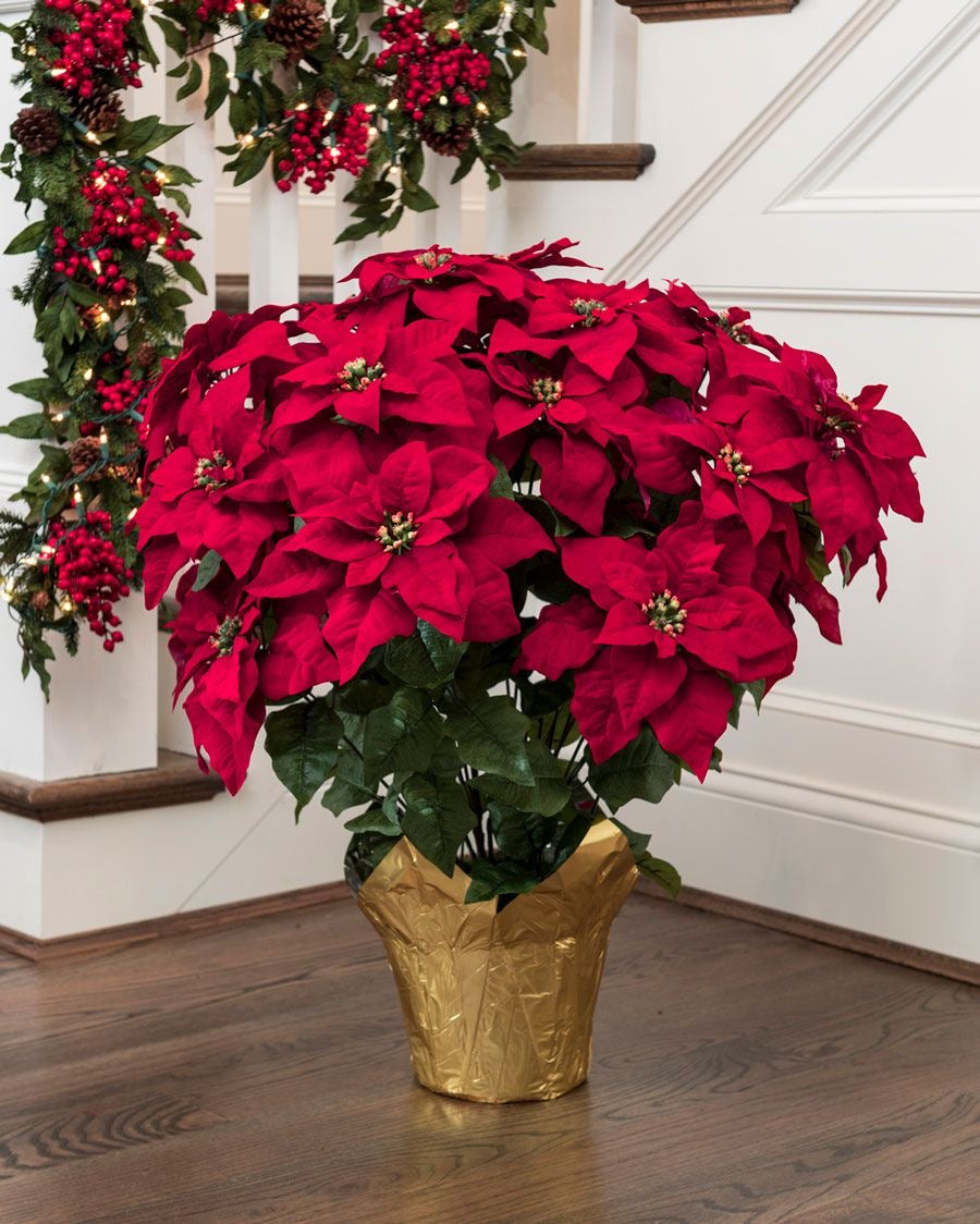 Poinsettia Plant