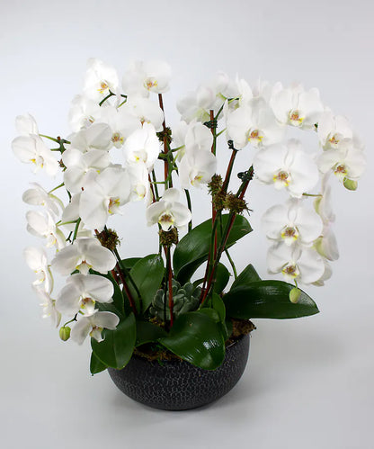 Luxury Orchid Botany Garden