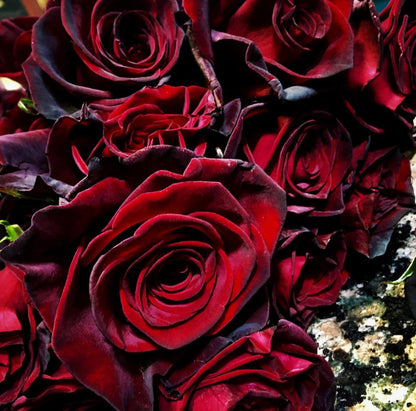 Large premium Spokase dyed-black spray roses bouquet wrapped in elegant black Korean-style paper